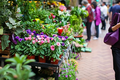 Bauern- und Blumenmarkt